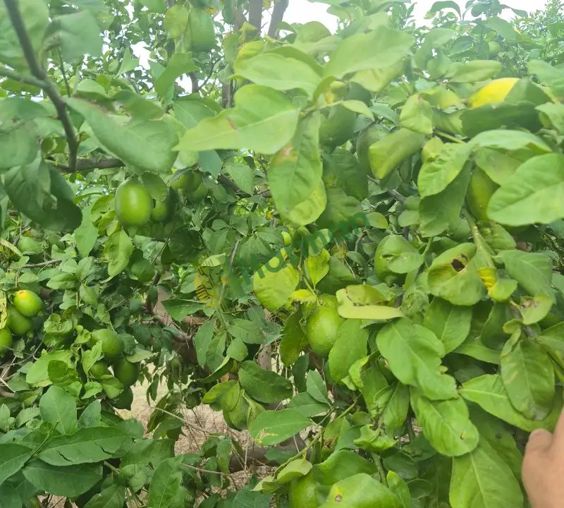 Enteresan limon