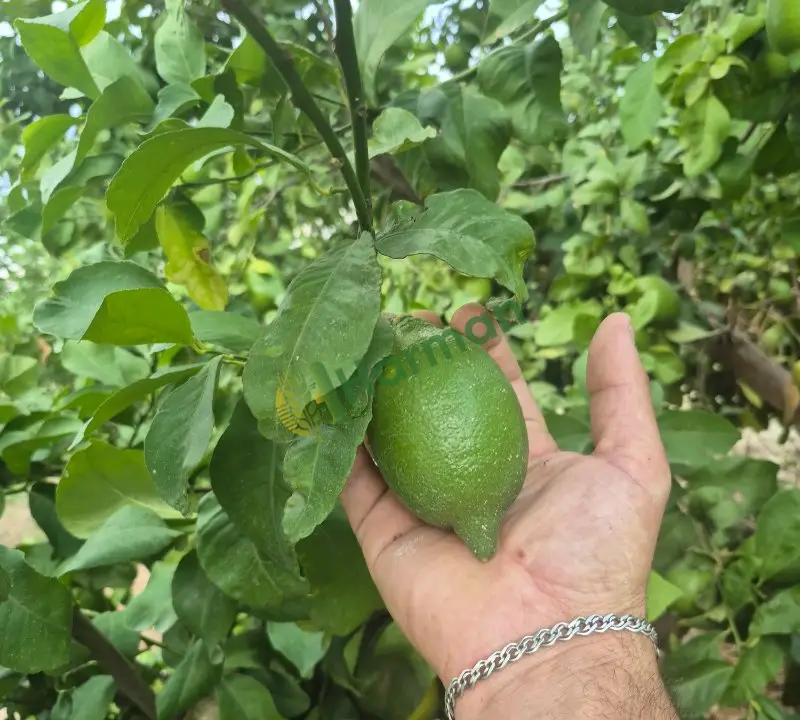 Enteresan limon