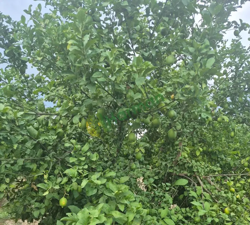 Enteresan limon