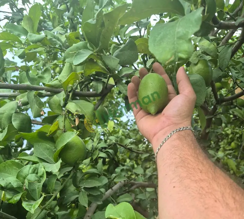 Enteresan limon