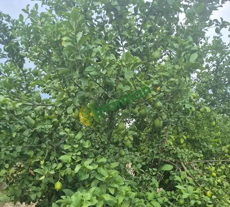 Enteresan limon