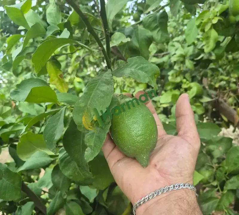Enteresan limon