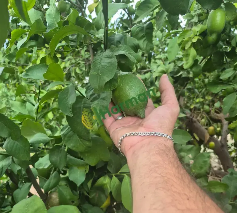 Enteresan limon