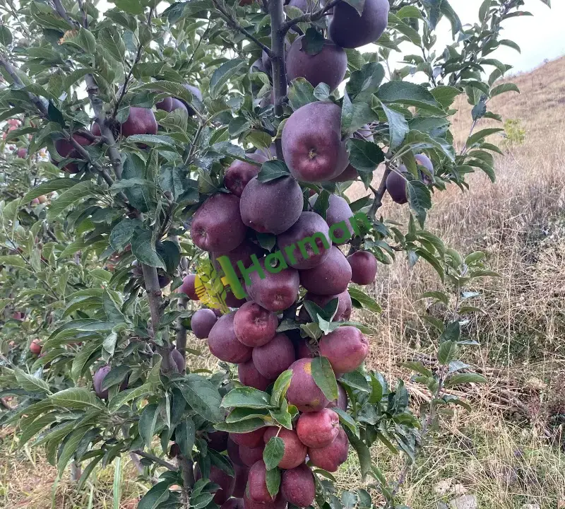 Ericek Kahramanmaraş Elma Çeşit Çok