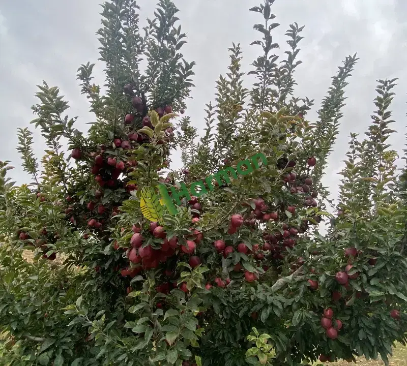 Ericek Kahramanmaraş Elma Çeşit Çok