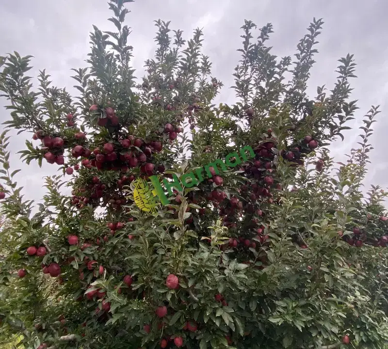 Ericek Kahramanmaraş Elma Çeşit Çok