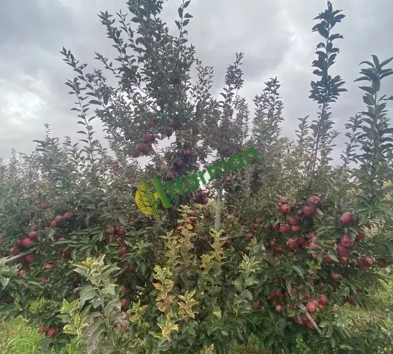 Ericek Kahramanmaraş Elma Çeşit Çok