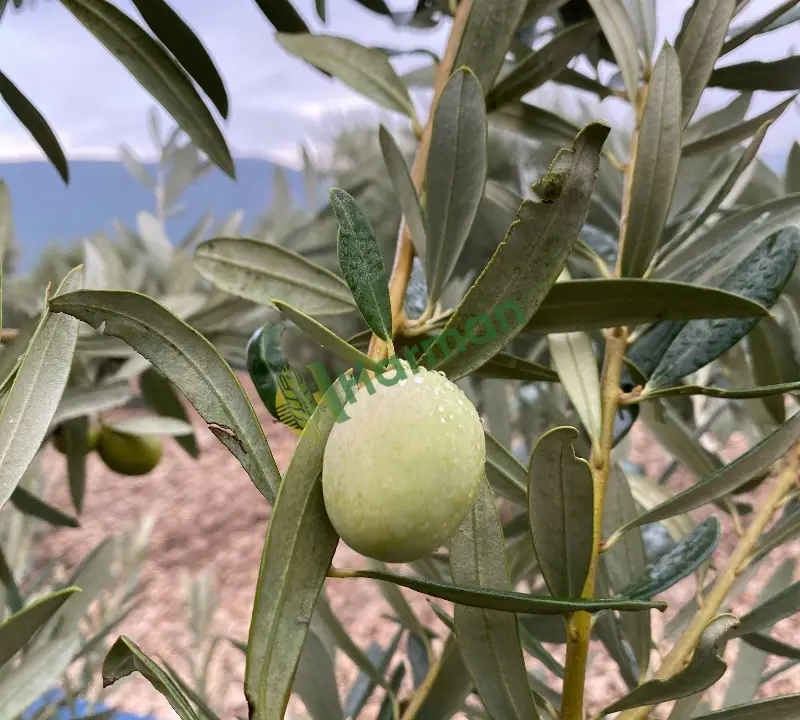 Erken hasat zeytinyağı