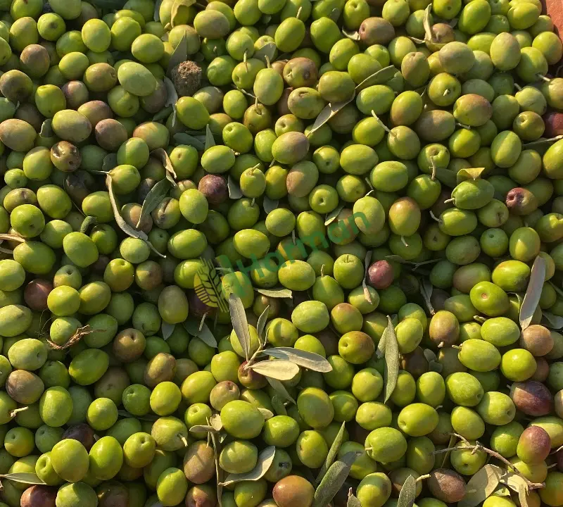 Erken hasat zeytinyağı