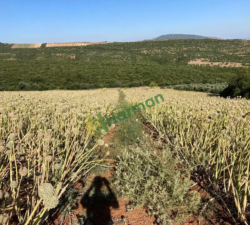 Erkenci Grupta Mor ve Beyaz Dahil 6 Farklı Çeşit Soğan Tohumu