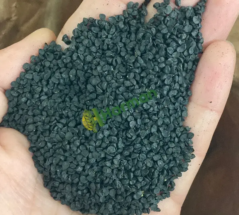 Erkenci Grupta Mor ve Beyaz Dahil 6 Farklı Çeşit Soğan Tohumu