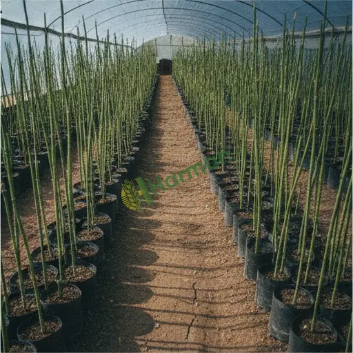 Erzincan Üzümlü'de bambu fidanı alınacak