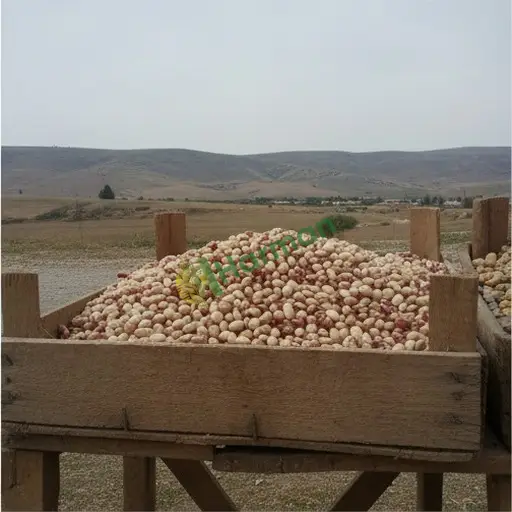 Erzincan Refahiye'de barbunya satılır