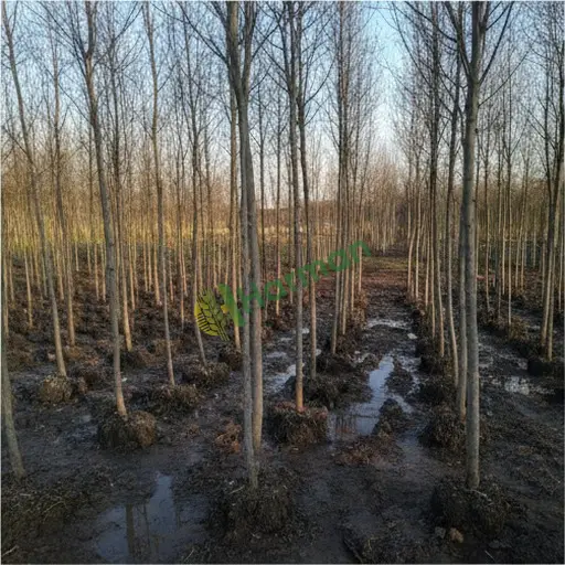 Erzincan İliç'te kavak fidanı satılır