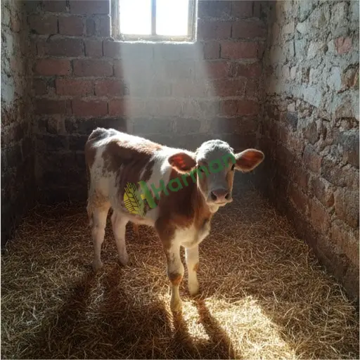 Erzincan Otlukbeli'de erkek buzağı satılık