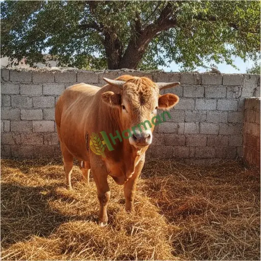 Erzincan Kemaliye'den Limousin inek satılık