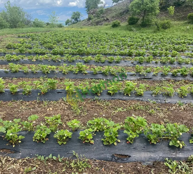 Erzincan Tatlısu köyünden Dalından Sofranıza: Kıpkırmızı, Doğal ve Mis Kokulu Çilekler! 🍓
