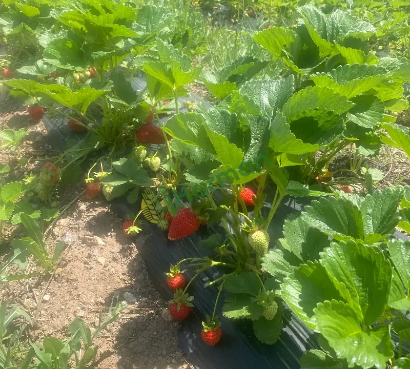 Erzincan Tatlısu köyünden Dalından Sofranıza: Kıpkırmızı, Doğal ve Mis Kokulu Çilekler! 🍓