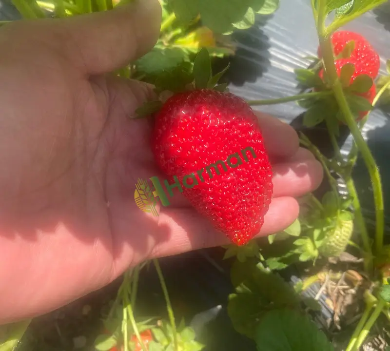 Erzincan Tatlısu köyünden Dalından Sofranıza: Kıpkırmızı, Doğal ve Mis Kokulu Çilekler! 🍓