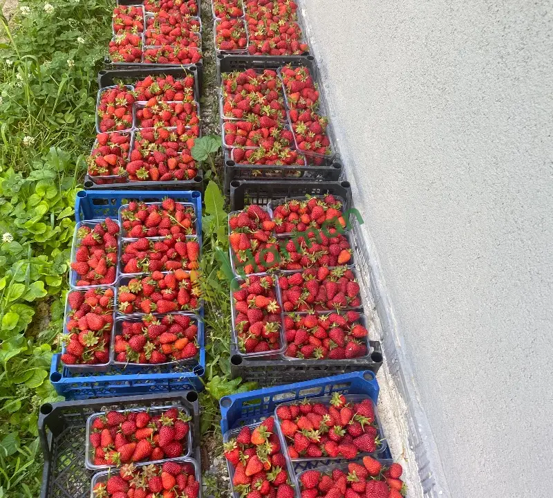 Erzincan Tatlısu köyünden Dalından Sofranıza: Kıpkırmızı, Doğal ve Mis Kokulu Çilekler! 🍓
