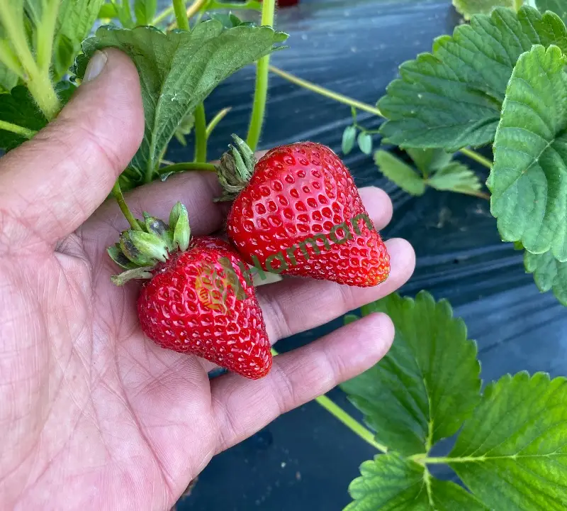 Erzincan Tatlısu köyünden Dalından Sofranıza: Kıpkırmızı, Doğal ve Mis Kokulu Çilekler! 🍓