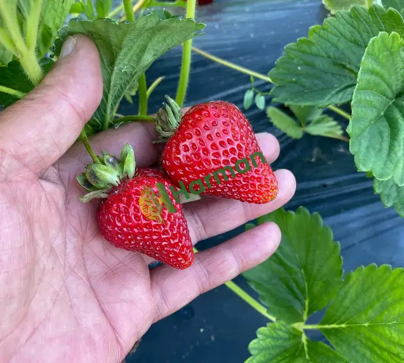 Erzincan Tatlısu köyünden Dalından Sofranıza: Kıpkırmızı, Doğal ve Mis Kokulu Çilekler! 🍓