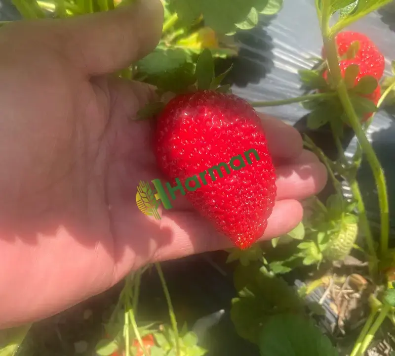 Erzincan Tatlısu köyünden Dalından Sofranıza: Kıpkırmızı, Doğal ve Mis Kokulu Çilekler! 🍓