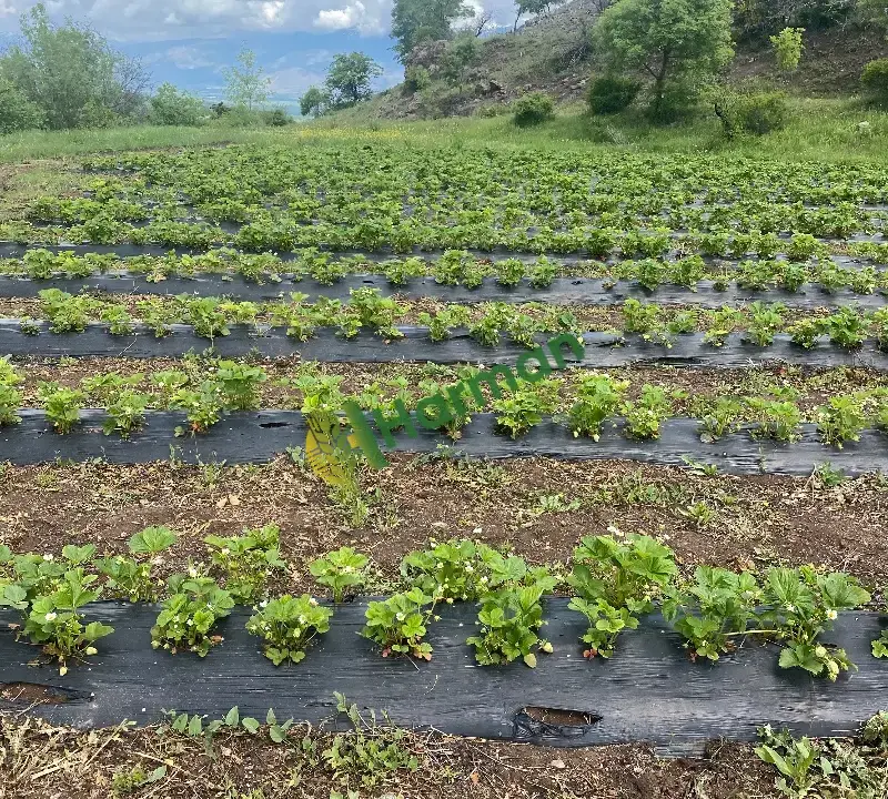 Erzincan Tatlısu köyünden Dalından Sofranıza: Kıpkırmızı, Doğal ve Mis Kokulu Çilekler! 🍓