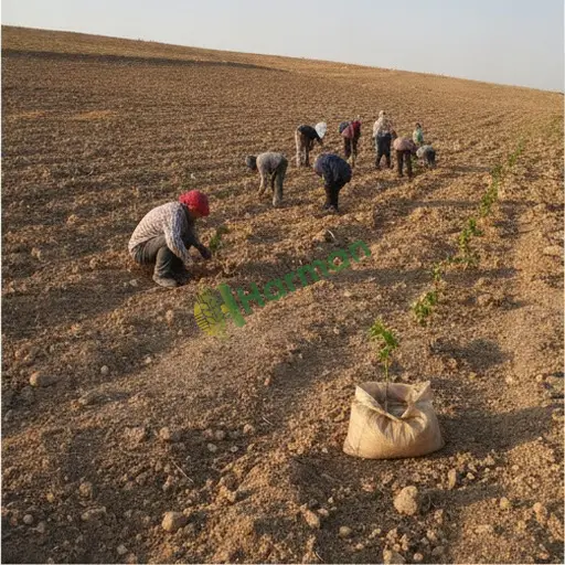 Erzurum Şenkaya'da ağaçlandırma işi arıyorum