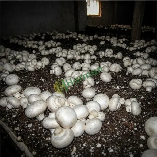 Erzurum Horasan Satılık Beyaz Kültür Mantarı (Agaricus)