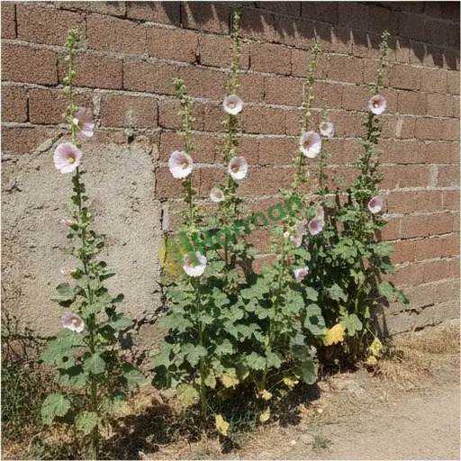Erzurum Köprüköy'den hatmi çiçeği satılık