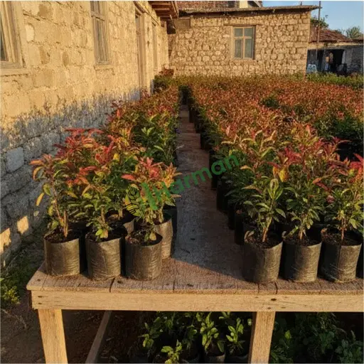 Erzurum Karaçoban'da photinia fidanı satılık