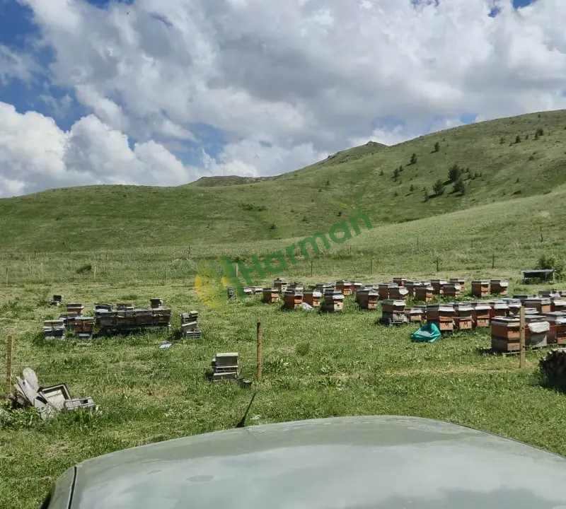 Erzurum/Tortum-Hamidiye