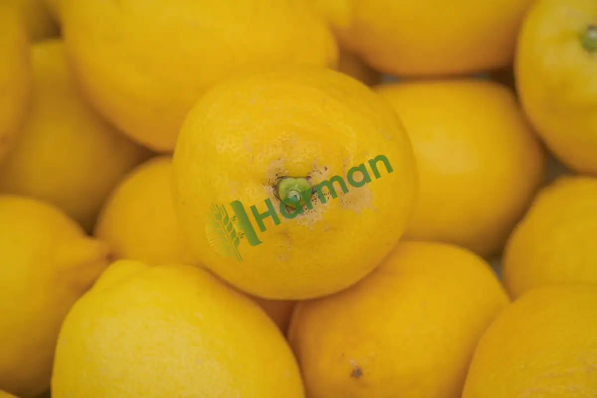Esanslık kokulu sulu yerli limon, satılık- Yozgat Kadışehri