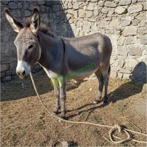 Afyonkarahisar Başmakçı eşek lazım