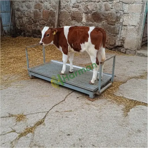 Eskişehir Mihalgazi'de buzağı tartım sistemi satılık