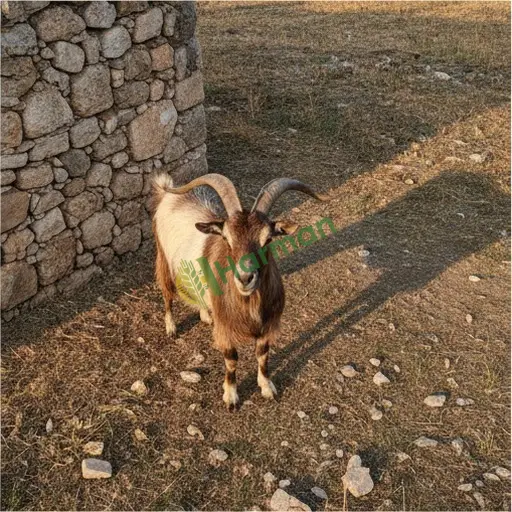 Eskişehir Sivrihisar'da damızlık teke aranıyor
