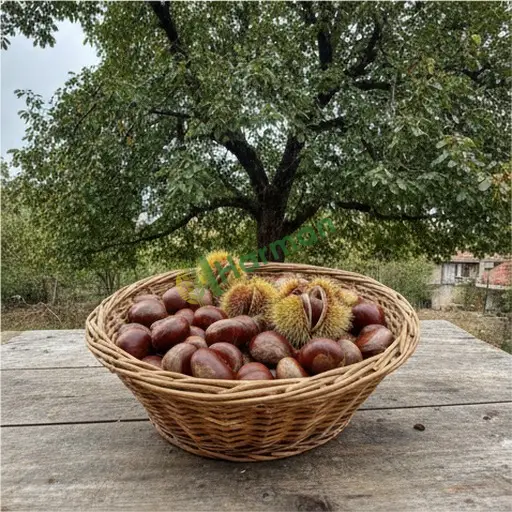 Eskişehir Sivrihisar · Aranan Kestane