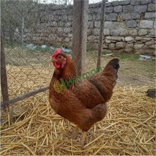Eskişehir Beylikova · Aranan Damızlık Tavuk