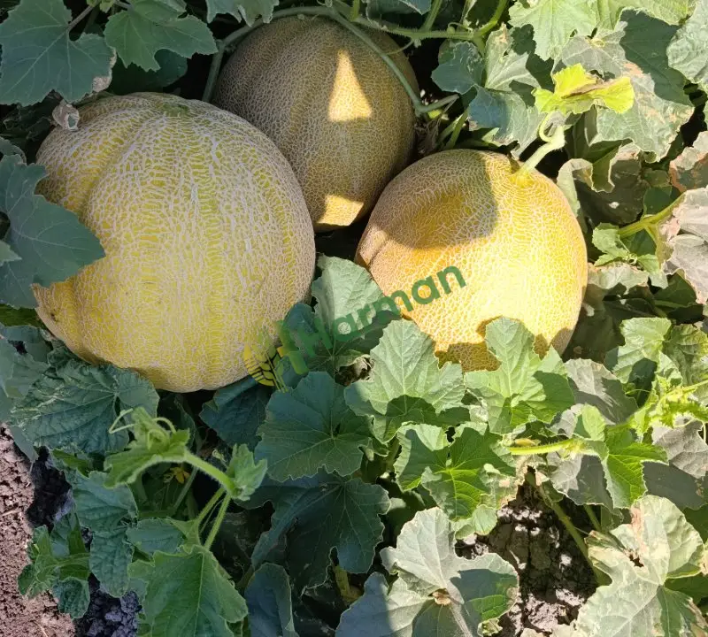 Eylül f1