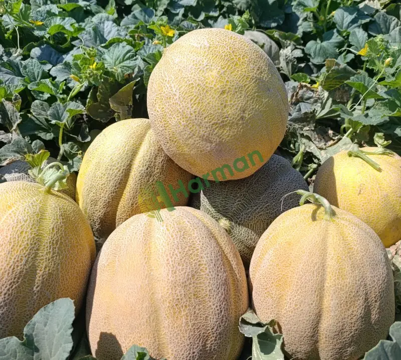 Eylül f1