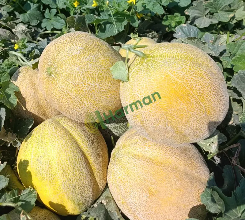 Eylül f1