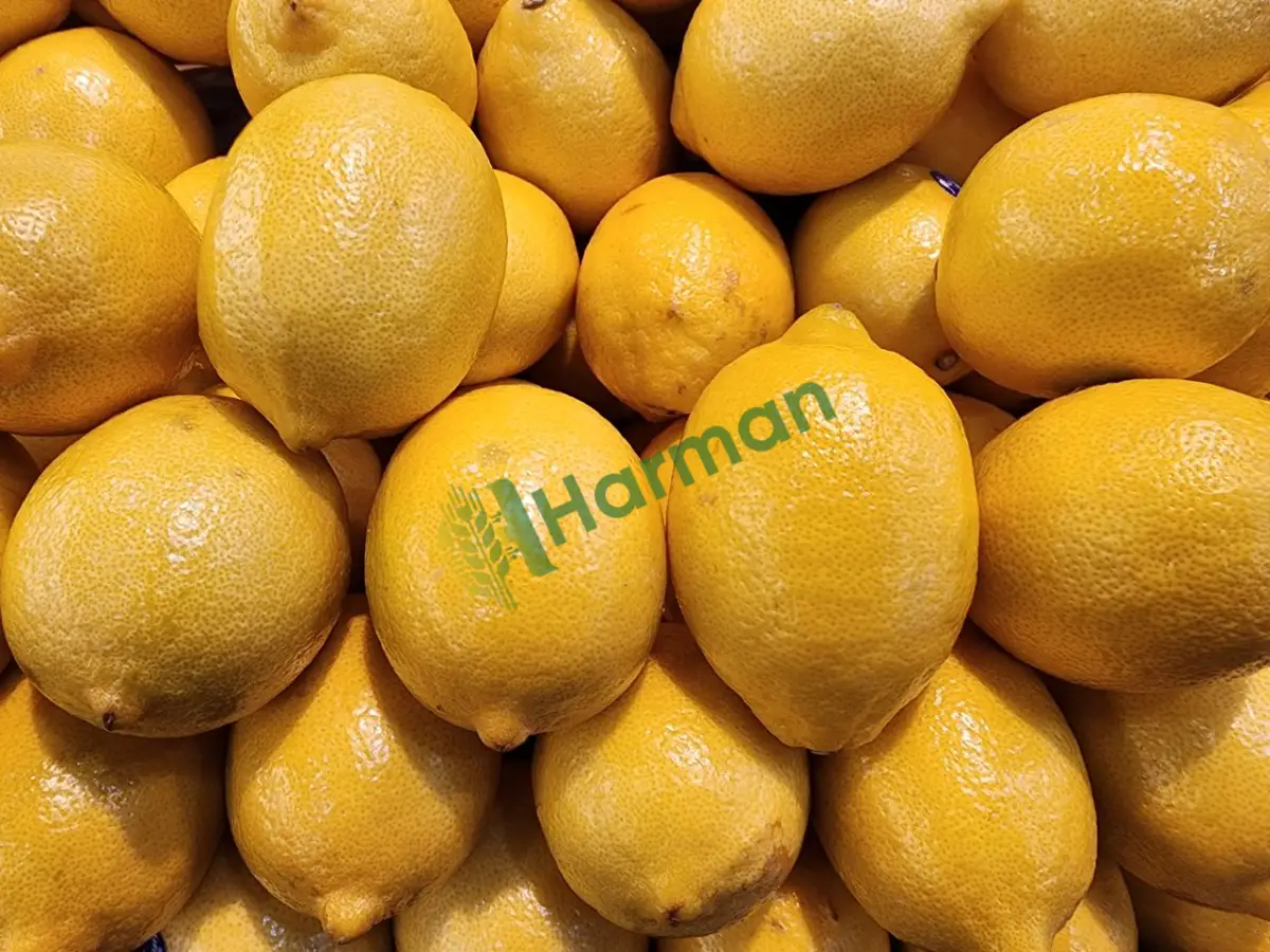 Fabrika ve tesislere sıkımlık limon, satılık -Kırıkkale Yahşihan