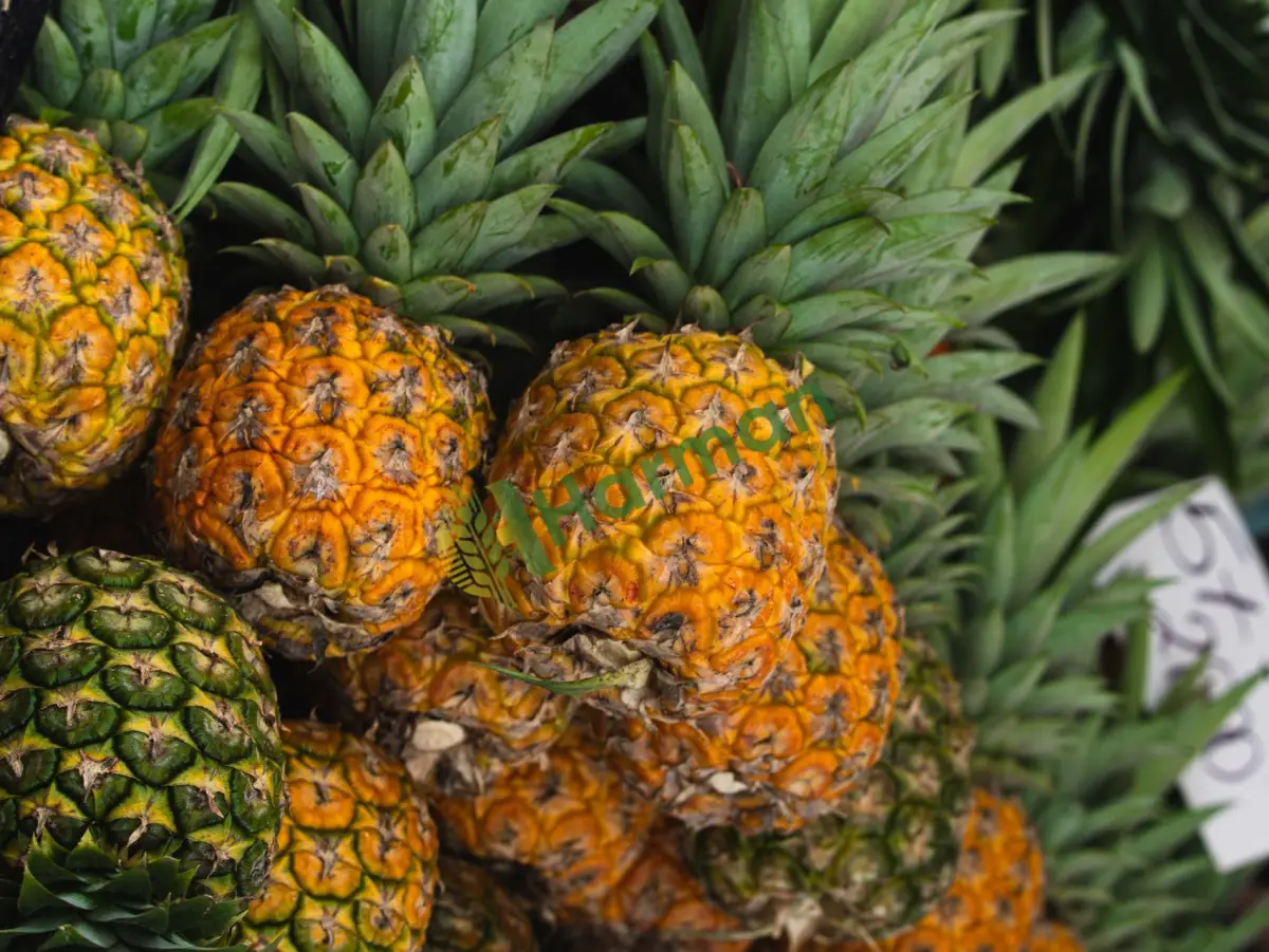 ANANAS hal fiyatı
