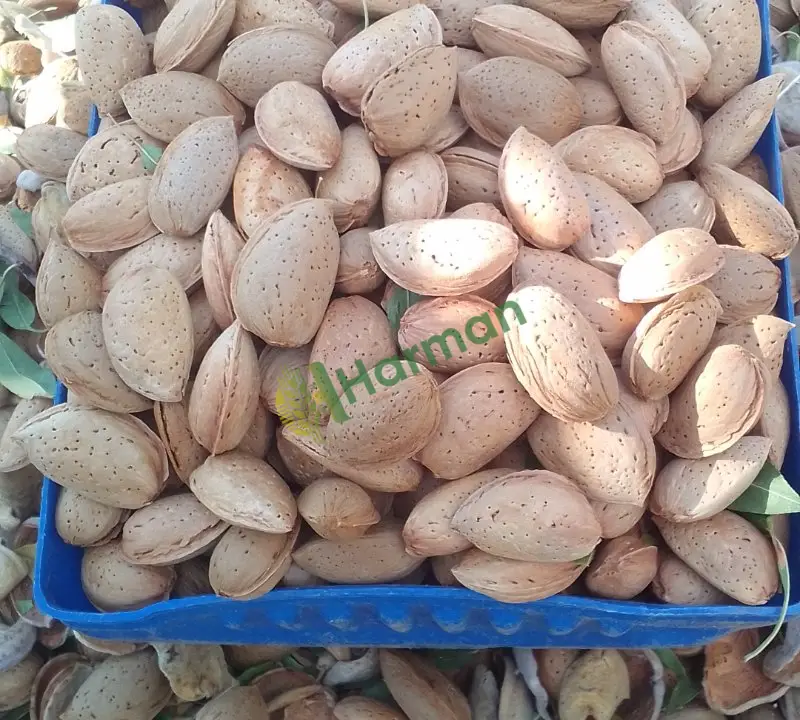 Feragnes badem