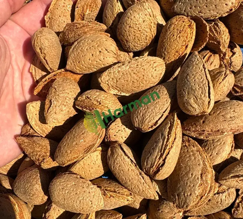 Ferragnes badem satıyorum. Eylül Yeni Hasat