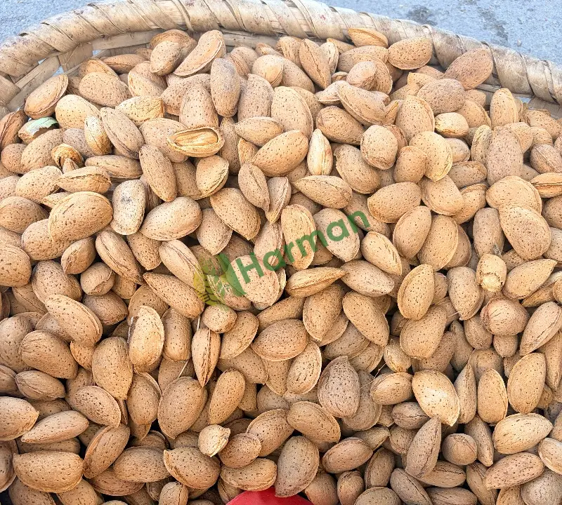 Ferragnes fernaduel 600 kg kabuklu 300 tl