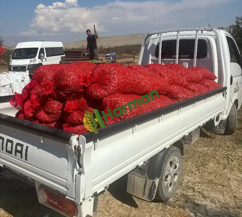 Ferragnes  İhraçatlık badem