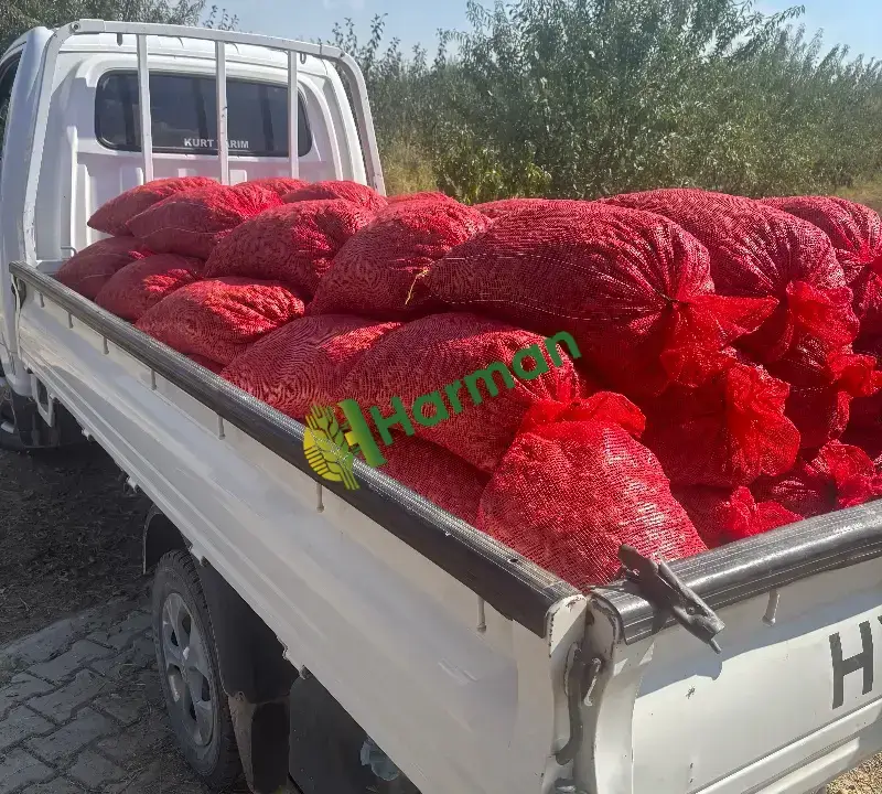 Ferragnes  İhraçatlık badem
