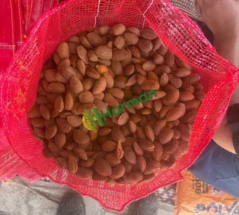 Ferragnes  İhraçatlık badem